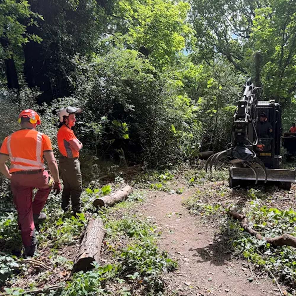 Vegetation removal clearing unwanted plants and saplings in Chagrin Falls
